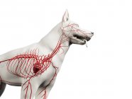 Artères en corps de chien transparent, recadrées, illustration anatomique par ordinateur . — Photo de stock