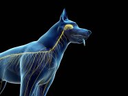 Структура нервной системы собаки, обрезание, компьютерная иллюстрация . — стоковое фото