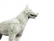 Struktur des Hunde-Lymphsystems mit Lymphgefäßen, beschnitten, digitale Illustration. — Stockfoto