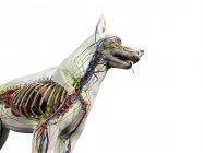 Anatomía del perro con órganos internos, ilustración digital . - foto de stock