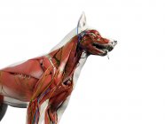 Anatomía canina con musculatura y órganos internos, ilustración digital . - foto de stock