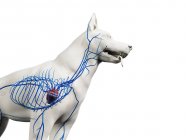 Veias em corpo de cão transparente, corte, ilustração anatômica do computador . — Fotografia de Stock