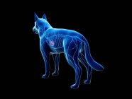 Venas en cuerpo de perro transparente, ilustración anatómica por ordenador . - foto de stock