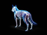 Повна анатомія собаки з внутрішніми органами, цифрова ілюстрація . — стокове фото