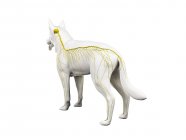 Structure of dog nervous system, rear view, computer illustration. — Stock Photo