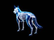 Estructura del esqueleto del perro, ilustración del ordenador de visión trasera . - foto de stock