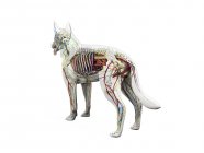 Anatomie complète du chien avec organes internes, illustration numérique . — Photo de stock