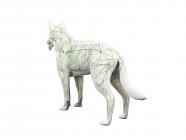 Estrutura do sistema linfático cão com vasos linfáticos, ilustração digital . — Fotografia de Stock