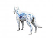 Vene nel corpo del cane trasparente, illustrazione anatomica del computer . — Foto stock