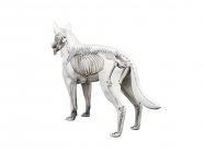 Estrutura do esqueleto do cão, visão traseira ilustração do computador . — Fotografia de Stock