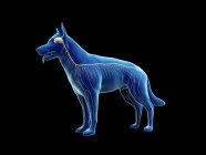 Структура нервової системи собаки, комп'ютерна ілюстрація . — стокове фото