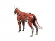 Musculatura completa para perros con órganos internos, ilustración digital . - foto de stock