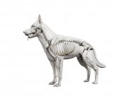 Structure of dog skeleton, computer illustration. — Stock Photo
