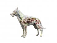 Anatomia completa do cão com órgãos internos e esqueleto, ilustração digital . — Fotografia de Stock
