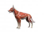 Anatomie des Hundes mit Muskulatur und inneren Organen, digitale Illustration. — Stockfoto