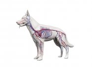 Struttura del sistema vascolare del cane con vasi sanguigni colorati nel corpo trasparente, illustrazione del computer . — Foto stock