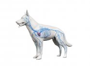 Veins in transparent dog body, anatomical computer illustration. — Stock Photo