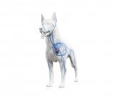 Вены в прозрачном теле собаки, анатомическая компьютерная иллюстрация . — стоковое фото