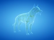 Структура лімфатичної системи собак з лімфатичними судинами, цифрова ілюстрація . — стокове фото