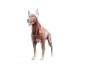 Full dog anatomy with internal organs and musculature, digital illustration. — Stock Photo