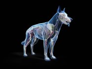 Anatomie des Hundes mit inneren Organen, digitale Illustration. — Stockfoto