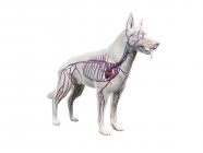 Estructura del sistema vascular del perro con vasos sanguíneos de colores en el cuerpo transparente, ilustración de la computadora . - foto de stock