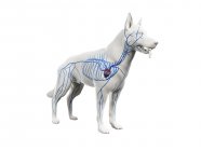 Venen im transparenten Hundekörper, anatomische Computerillustration. — Stockfoto