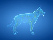 Struttura del sistema linfatico canino con vasi linfatici, illustrazione digitale . — Foto stock