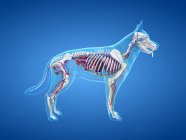 Vollständige Hundeanatomie mit Skelett und inneren Organen, digitale Illustration. — Stockfoto