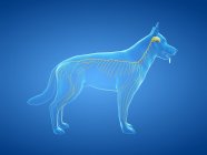 Структура нервової системи собаки, комп'ютерна ілюстрація . — стокове фото
