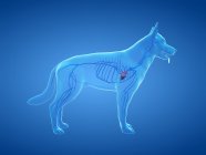 Veias em corpo de cão transparente, ilustração anatômica do computador . — Fotografia de Stock