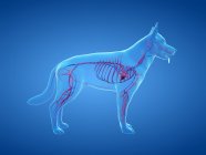 Структура собачьей сосудистой системы с красочными кровеносными сосудами в прозрачном теле, компьютерная иллюстрация . — стоковое фото