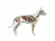 Vollständige Hundeanatomie mit Skelett und inneren Organen, digitale Illustration. — Stockfoto