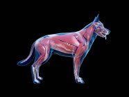 Full dog musculature with internal organs, digital illustration. — Stock Photo
