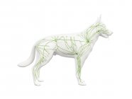 Estructura del sistema linfático perro con vasos linfáticos, ilustración digital . - foto de stock