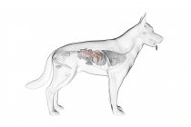Anatomy of dog pancreas in transparent body, computer illustration. — Stock Photo