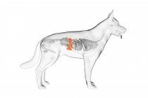 Anatomía del bazo de perro, ilustración zoológica digital
. - foto de stock