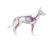 Estrutura do sistema vascular do cão com vasos sanguíneos coloridos em corpo transparente, ilustração do computador . — Fotografia de Stock
