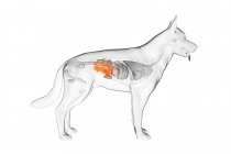 Anatomía del intestino delgado del perro en el cuerpo transparente, ilustración por ordenador
. - foto de stock