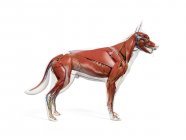 Volle Hundemuskulatur mit inneren Organen, digitale Illustration. — Stockfoto