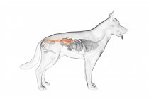 Anatomy of dog colon in transparent body, computer illustration. — Stock Photo