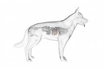 Anatomía de la vesícula biliar del perro en el cuerpo transparente, ilustración por computadora
. - foto de stock