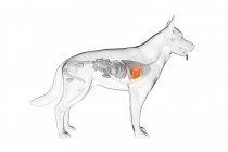 Anatomía del corazón del perro en el cuerpo transparente, ilustración por computadora
. - foto de stock