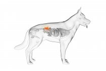 Anatomie des reins de chien dans un corps transparent, illustration par ordinateur . — Photo de stock