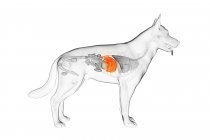Anatomía del hígado de perro en el cuerpo transparente, ilustración por computadora
. - foto de stock