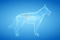 Anatomía de los riñones de perro en el cuerpo transparente, ilustración por ordenador . - foto de stock