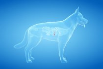 Anatomía de la vesícula biliar del perro en el cuerpo transparente, ilustración por computadora . - foto de stock