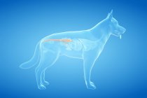 Anatomía del colon del perro en el cuerpo transparente, ilustración por computadora . - foto de stock