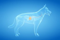 Anatomía del estómago del perro en el cuerpo transparente, obra de arte digital . - foto de stock