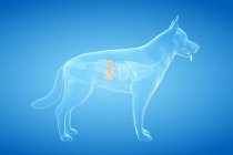 Anatomía del bazo de perro, ilustración zoológica digital . - foto de stock